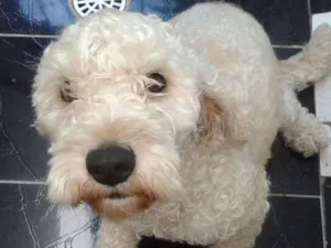 Cachorro raça Poodle idade 3 anos nome Bob