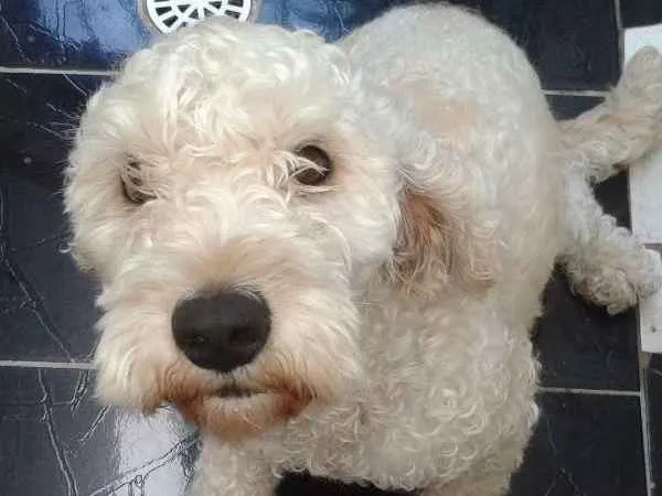 Cachorro ra a Poodle idade 3 anos nome Bob