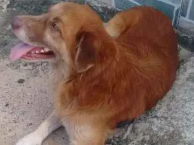 Cachorro ra a Mestiço idade 3 anos nome Amarelinho