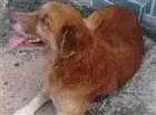 Cachorro raça Mestiço idade 3 anos nome Amarelinho