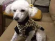 Linda Poodle