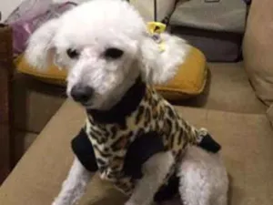 Cachorro raça Poodle idade  nome Linda Poodle