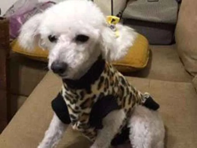 Cachorro ra a Poodle idade  nome Linda Poodle