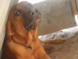 Cachorro raça viralata idade 2 anos nome maike