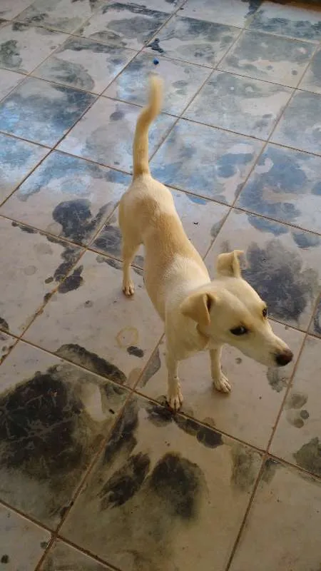 Cachorro ra a Mista idade 1 ano nome Branquinha