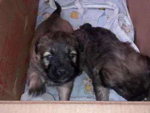 Cachorro raça  idade Abaixo de 2 meses nome nao tem