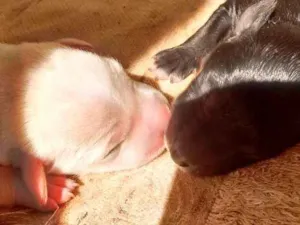 Cachorro raça Vira lata idade Abaixo de 2 meses nome Doação de filhotes