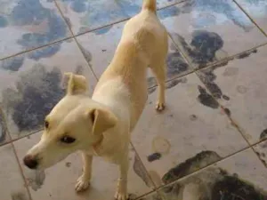 Cachorro raça Mista idade 1 ano nome Branquinha