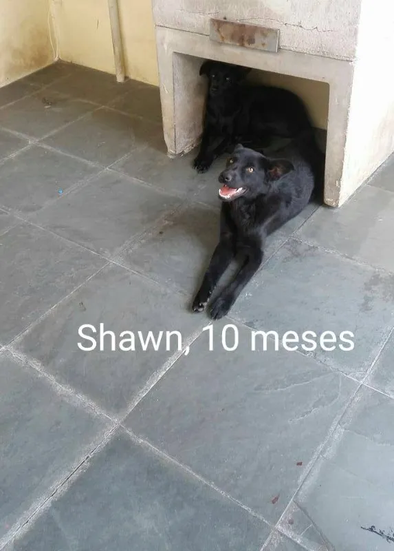 Cachorro ra a SRD idade 7 a 11 meses nome Shawn