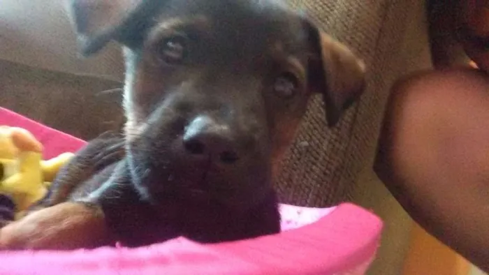 Cachorro ra a  idade 2 a 6 meses nome Lica