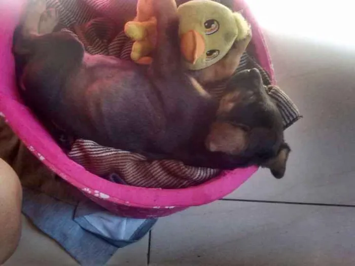 Cachorro ra a  idade 2 a 6 meses nome Lica
