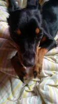 minie
