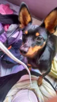 minie