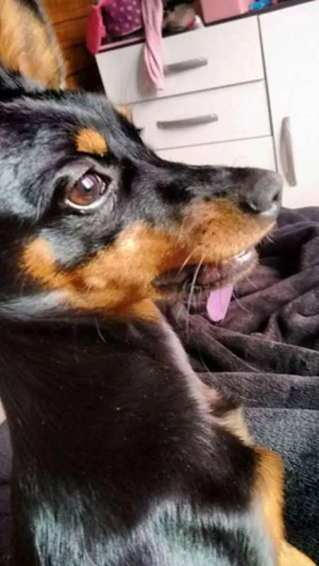 Cachorro ra a pincher idade 7 a 11 meses nome minie