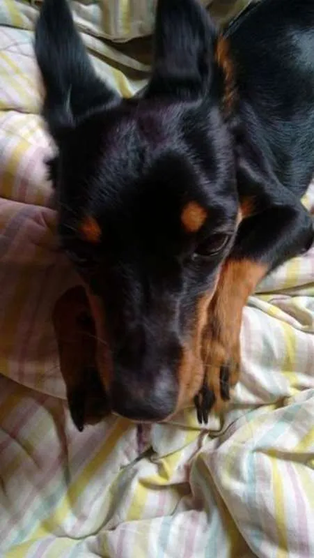Cachorro ra a pincher idade 7 a 11 meses nome minie