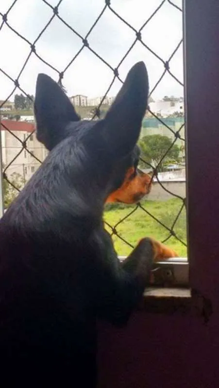 Cachorro ra a pincher idade 7 a 11 meses nome minie