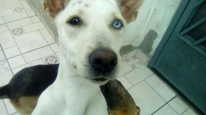 Cachorro ra a mestiça bull terrier idade 1 ano nome Aninha