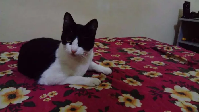 Gato ra a srd idade 1 ano nome Lola