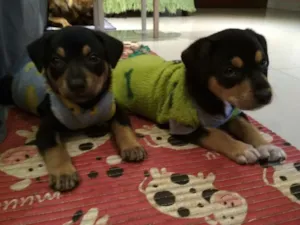 Cachorro raça SRD idade 2 a 6 meses nome Bebês Gordíneos