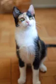 sophie