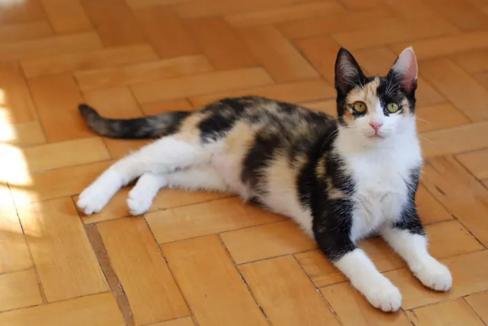 Gato ra a SRD idade 2 a 6 meses nome sophie
