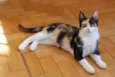 sophie
