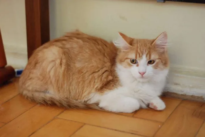 Gato ra a SRD idade 2 a 6 meses nome Vladmir