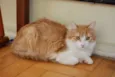 Vladmir