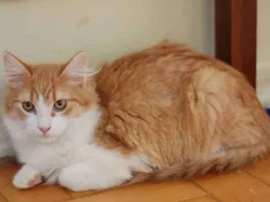 Gato raça SRD idade 2 a 6 meses nome Vladmir