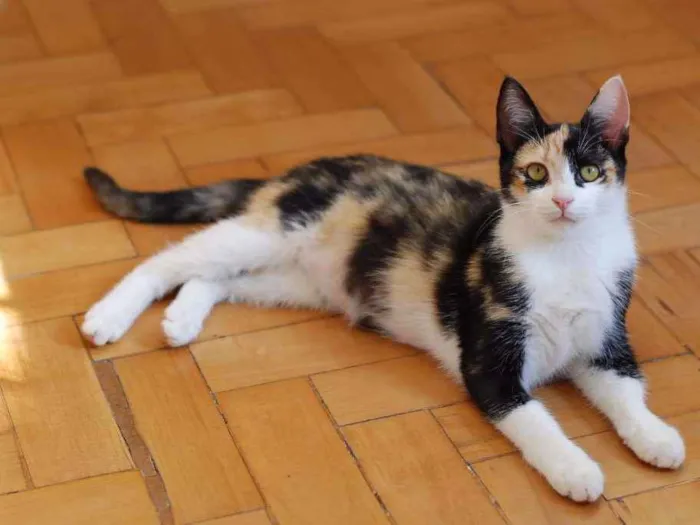 Gato ra a SRD idade 2 a 6 meses nome sophie