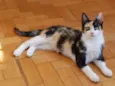 sophie