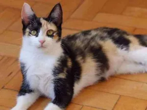 Gato raça SRD idade 2 a 6 meses nome sophie