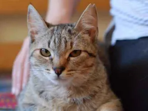 Gato raça SRD idade 2 a 6 meses nome Melanie