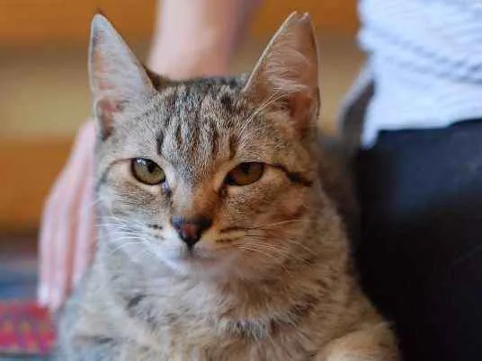 Gato ra a SRD idade 2 a 6 meses nome Melanie