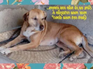 Cachorro raça srd idade 4 anos nome Didi