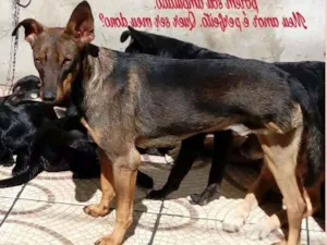 Cachorro raça srd idade 7 a 11 meses nome Thor