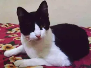 Gato raça srd idade 1 ano nome Lola