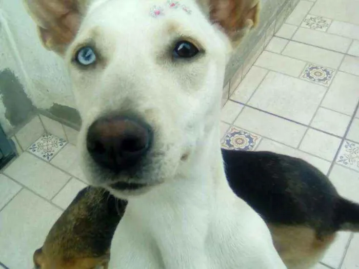 Cachorro ra a mestiça bull terrier idade 1 ano nome Aninha