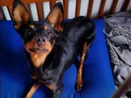 Cachorro ra a pincher idade 7 a 11 meses nome minie