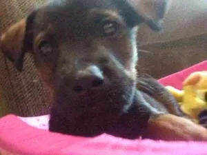 Cachorro raça  idade 2 a 6 meses nome Lica