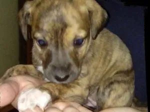 Cachorro raça  idade 2 a 6 meses nome Filhotes