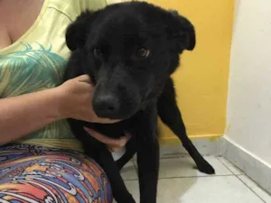 Cachorro raça SRD idade 7 a 11 meses nome Shawn
