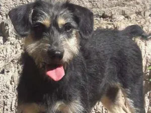 Cachorro raça indefinida idade 1 ano nome não possui