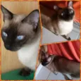 Surya