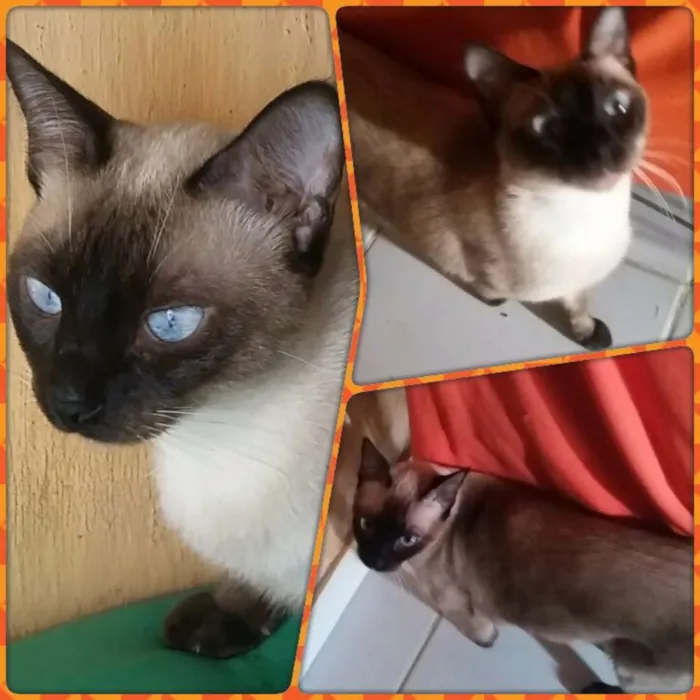 Gato raça Siamesa idade 1 ano nome Surya