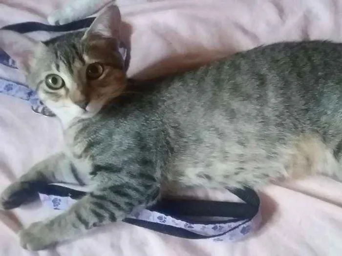 Gato raça S. R. D idade 2 a 6 meses nome Tiner
