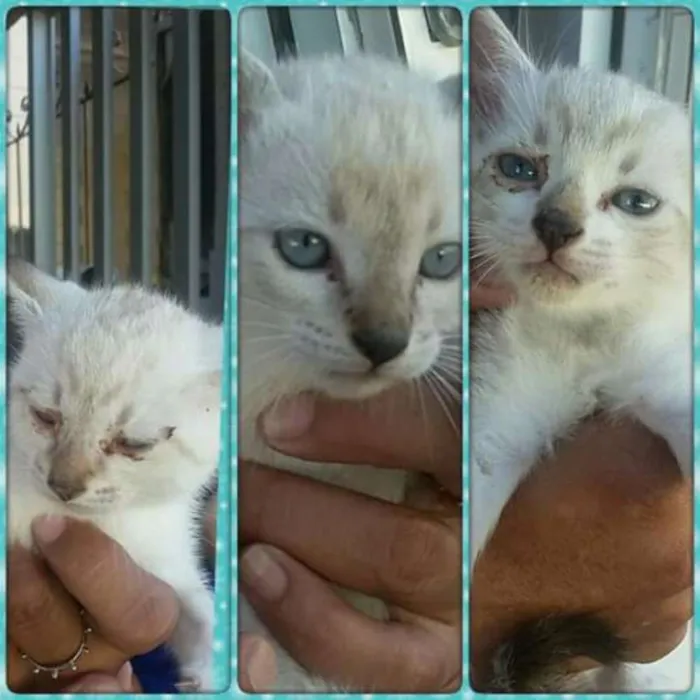 Gato raça Siamês!  idade Abaixo de 2 meses nome Sem nome. 