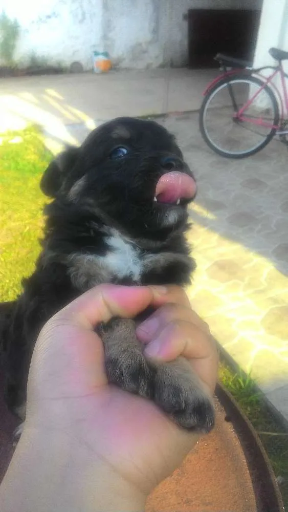 Cachorro ra a Mistas idade 2 a 6 meses nome Filhotes