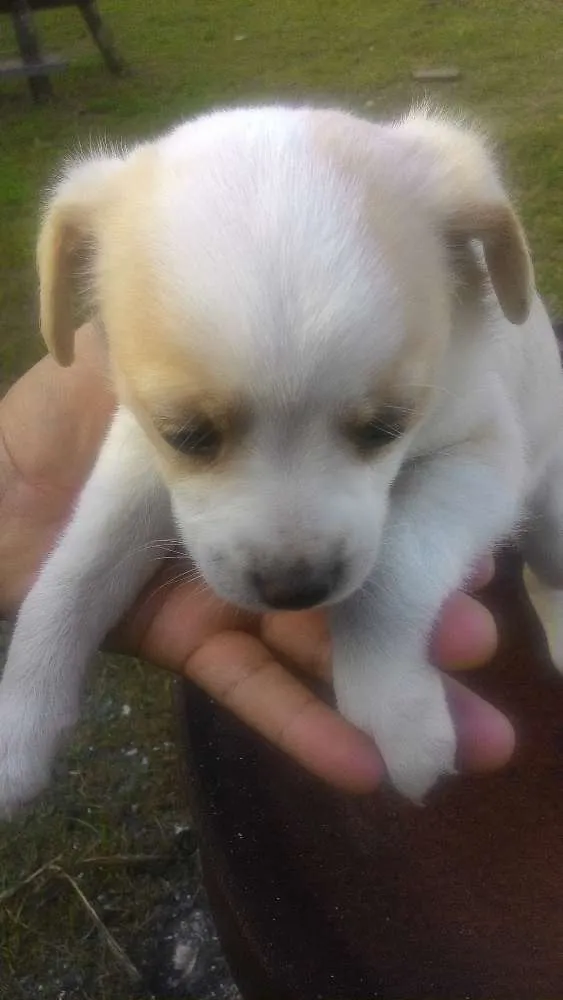 Cachorro ra a Mistas idade 2 a 6 meses nome Filhotes