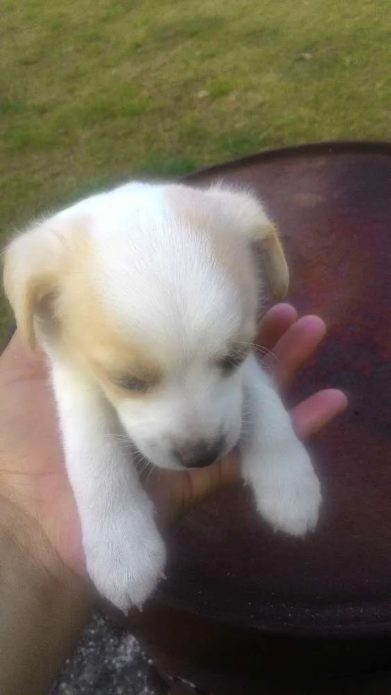 Cachorro ra a Mistas idade 2 a 6 meses nome Filhotes